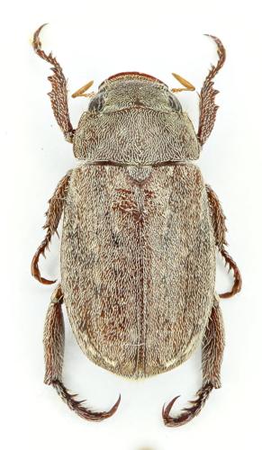 Réf. 310 847 : Adoretus sinicus